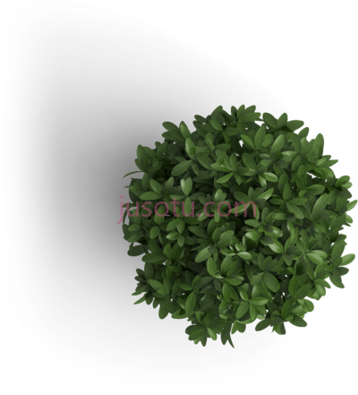 树,get off on right foot start positive fresh tree PNG