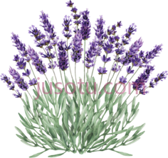薰衣草,花 PNG