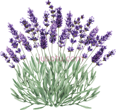 薰衣草,lavender plant PNG