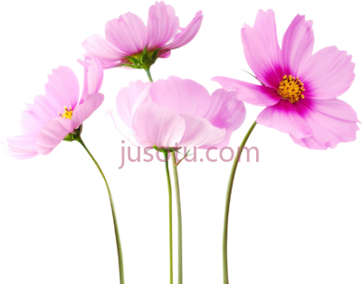 花,real PNG