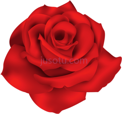 单瓣红玫瑰,single red rose flowers PNG
