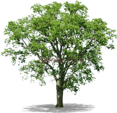 树,envoyer parmailblogthis partager sur twitter rain forest tree PNG