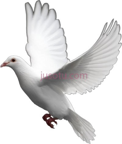 白鸽,flying pigeon white dove PNG