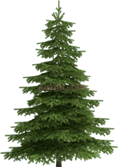 圣诞松,christmas pine PNG