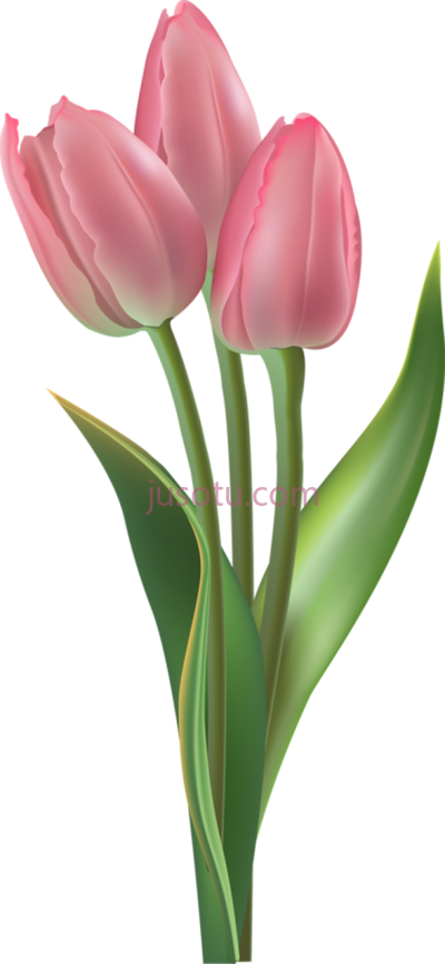 粉郁金香,tulip pink PNG