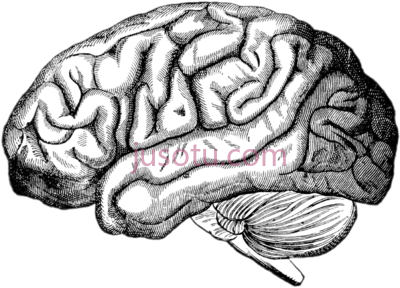 人脑,brain human PNG