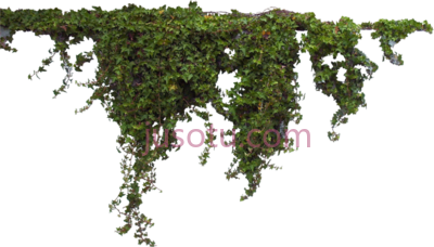 常春藤挂,ivy vine hanging PNG