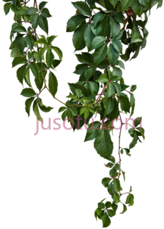 青藤, PNG