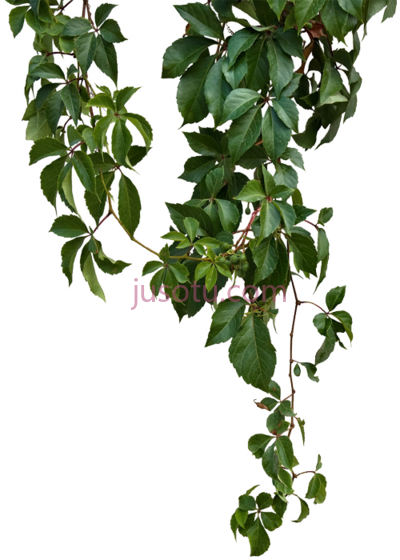 青藤,green vines PNG