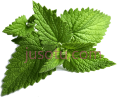 薄荷叶PNG
