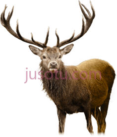 鹿PNG