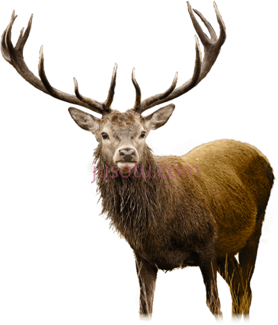 鹿,deer co dear PNG