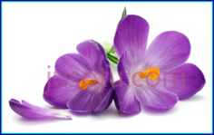 紫色花,flower PNG
