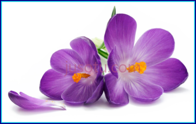 紫色花,purple african violet PNG