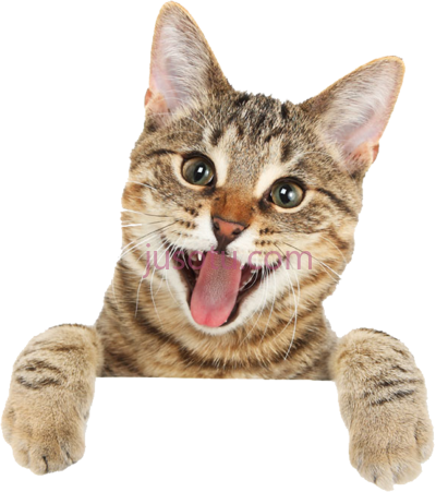 可爱猫,cute PNG