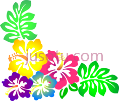 夏威夷芙蓉花PNG