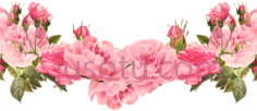 玫瑰粉红花,边框,框架,边缘,围框 PNG