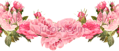 玫瑰粉红花,rose pink flower PNG