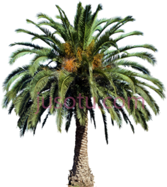 棕榈树PNG