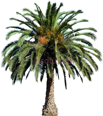 棕榈树,interior rendering landscape palm PNG