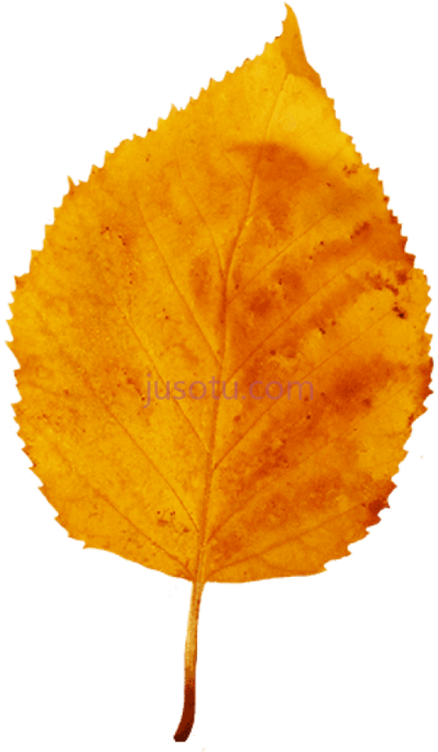 秋叶黄,fall leaf yellow PNG