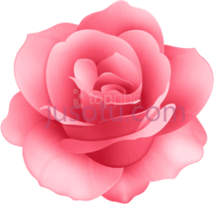 玫瑰PNG