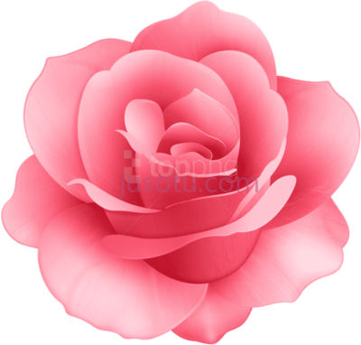 玫瑰,rose PNG