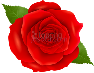 红玫瑰花,red rose blue flower PNG