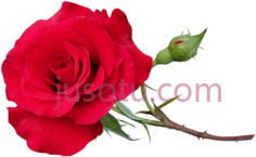 玫瑰,花 PNG