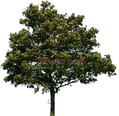 树,tree PNG