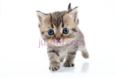 可爱小猫,cute kittens PNG