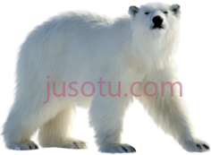 北极白熊PNG
