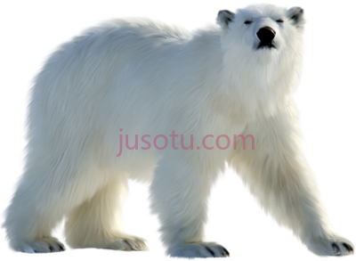 北极白熊,polar white bear PNG