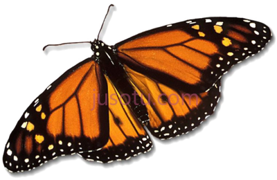 蝴蝶,butterfly PNG