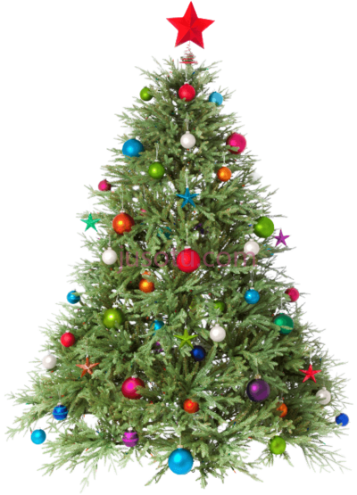 圣诞树,freshest trees PNG