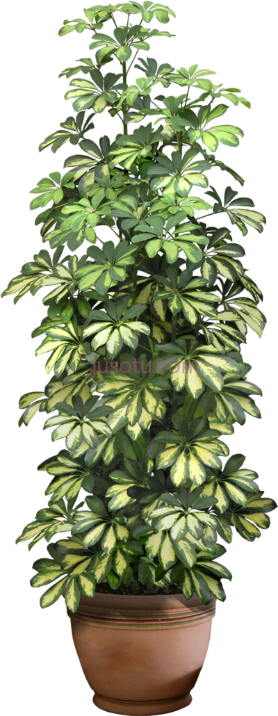 室内植物,planting shrubs interior large indoor PNG