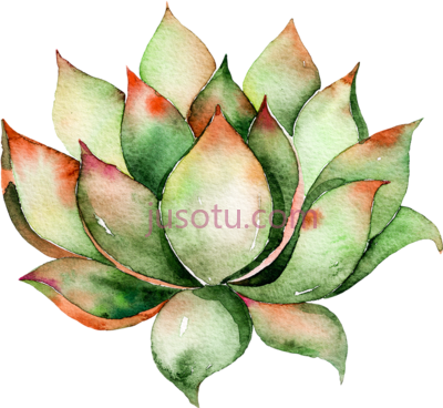 多肉水彩,watercolor succulent PNG
