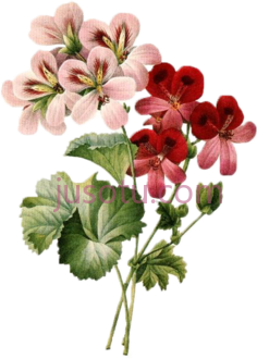 复古花, PNG