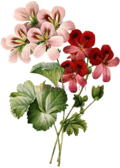 复古花,vintage botanical PNG