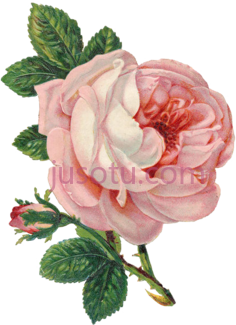 玫瑰,花 PNG