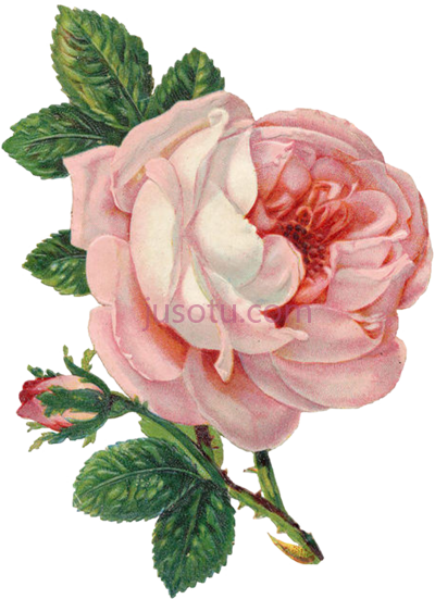 玫瑰,old marriage license pink lilac n lavender flower vintage PNG