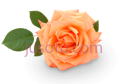 玫瑰粉橙花, PNG