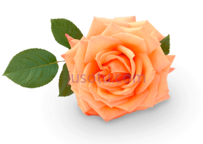 玫瑰粉橙花,rose pastel orange flower PNG