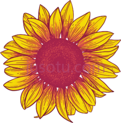 向日葵PNG