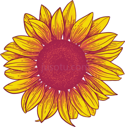 向日葵,sun PNG