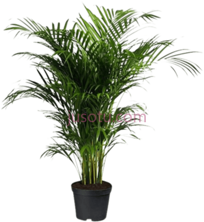 棕榈树,indoor palm tree areca PNG