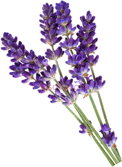薰衣草,lavender has been known centuries it's many flower logo PNG