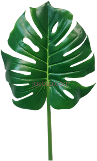 一片叶子,jungle leaves monstera leaf PNG