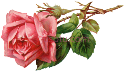 复古粉红花,vintage pink PNG