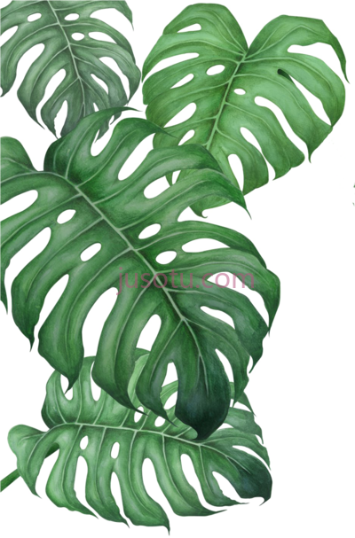 一片叶子,poster monstera leaf PNG